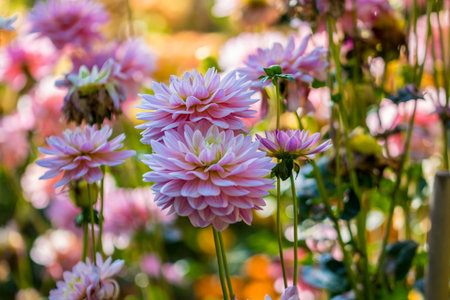 A selective closeup of pink dahlia flowers in a gardenの写真素材