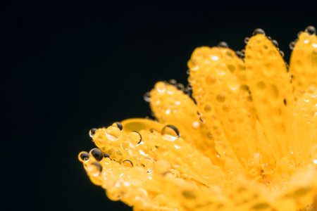 A macro shot of a yellow flower on black backgroundの写真素材