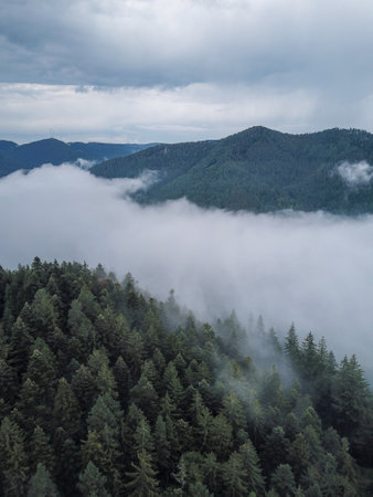 The Black Forest with fog clouds in Germany. trees from above. droneshot. white clouds and dark trees with some hills in the background. atmospheric.の写真素材
