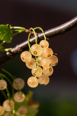 The white currant, a species of flowering plant in the family Grossulariaceae