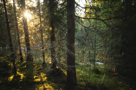 A beautiful view of trees and plants in a forestの写真素材