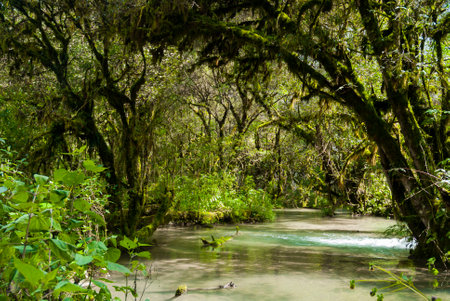 Mystic forest lagoon Magdalena in Huehuetenango, Guatemala, Central America.