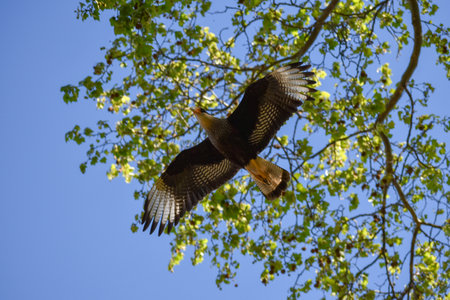 crested caracara (Caracara plancus) flying in Buenos Aires cityの写真素材