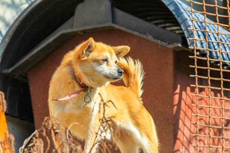 A brown Shiba Inu dog near its homeの写真素材