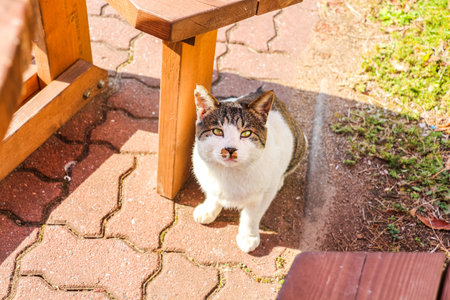 A white cat resting in the yardの写真素材