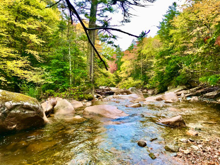A beautiful shot of a river in an autumn forest