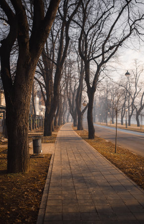 A vertical shot of a road in a park during the foggy weatherの写真素材