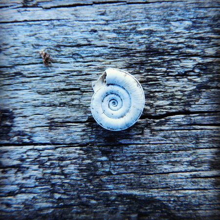 A closeup shot of a white snail shell on a wooden surfacの写真素材