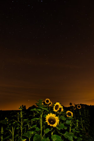 A sunflower field on a starry nightの写真素材