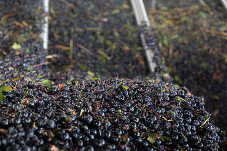 A closeup of the grapes on the surface