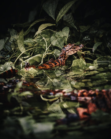 A close up of old green and red leaves floating on the water in the darkの写真素材