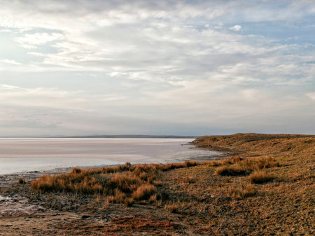 A closeup shot of a shore with beautiful gra under the sunlightの写真素材