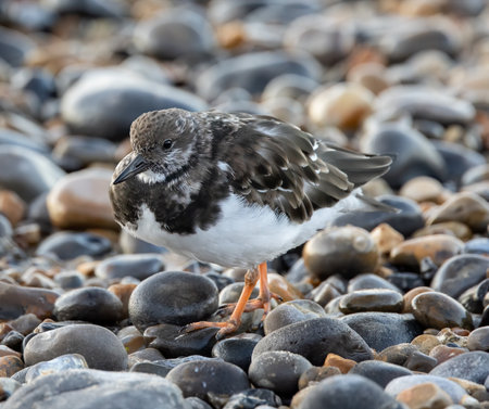 A closeup shot of a ruddy turnstone bird perched on a rocky coastの写真素材