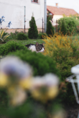 A vertical shallow focus of a cat in the bushes of a gardenの写真素材