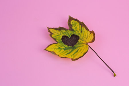 A closeup shot of a heart-shaped autumn leaf on a pink backgroundの写真素材