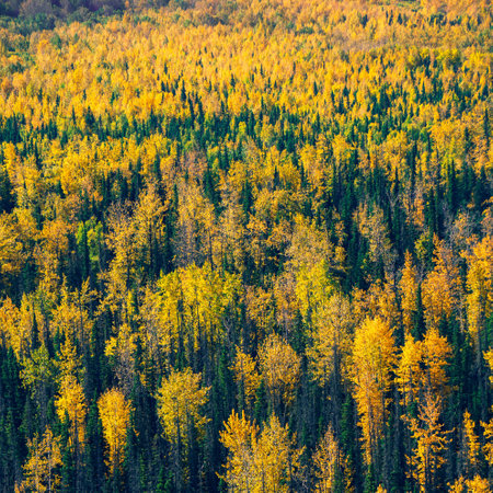 The colorful foliage of trees in the scenic autumn woodlandの写真素材