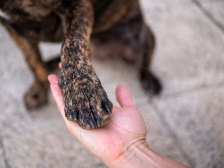 The closeup shot of a dog paw in the human palmの写真素材