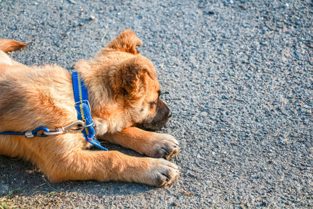 A high-angle shot of a cute small Belgian Shepherd puppy resting on a sunny dayの写真素材