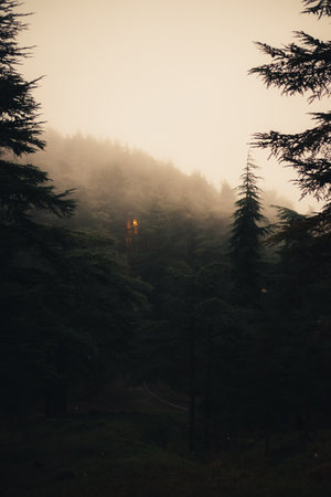 An amazing shot of trees in a dark forest where only the light of a house is noticed.の写真素材