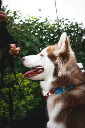 A vertical shot of a Siberian Husky in the parkの写真素材