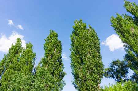 A low-angle shot of trees against the blue skyの写真素材