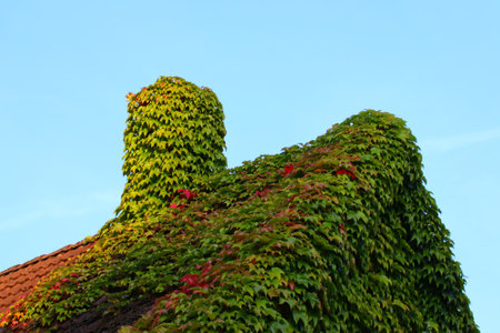 A low angle of a house covered totally by green leaves under a blue sky on a sunny dayの写真素材