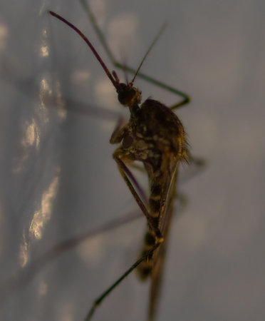A close view of a mosquito in the blurred backgroundの写真素材
