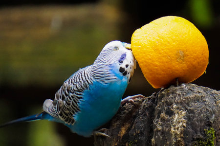 A closeup of a blue common parakeet pecking an orangeの写真素材
