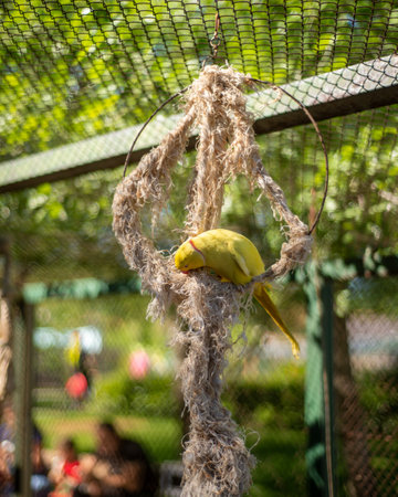 A vertical shot of a yellow parrot pecking an old rope in a metal circleの写真素材
