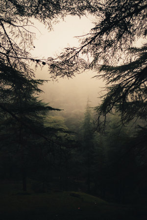 A vertical shot of trees in a dark forest.の写真素材