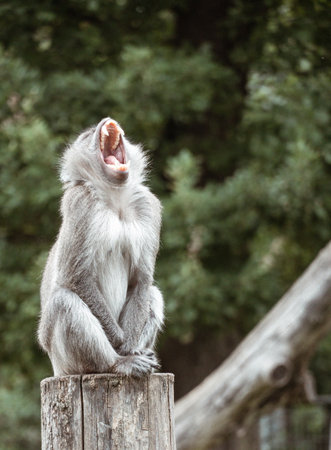A selective of a female baboon in greenery