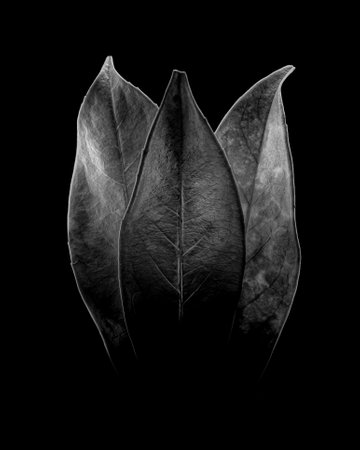 A vertical shot of leaves for wallpaper and backgroundの写真素材