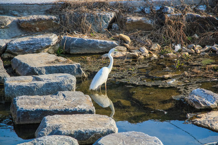 A cute white egret on the riverの写真素材