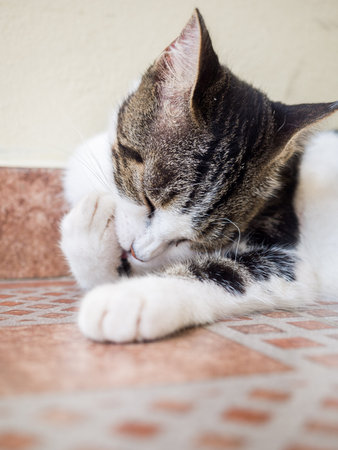 An adorable bicolor kitty sleeping on the floorの写真素材