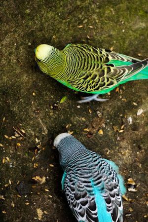 An overhead shot of green and blue seed-eating parrots resting outdoors