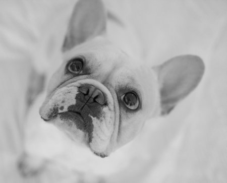 A grayscale of a cute white bulldogの写真素材