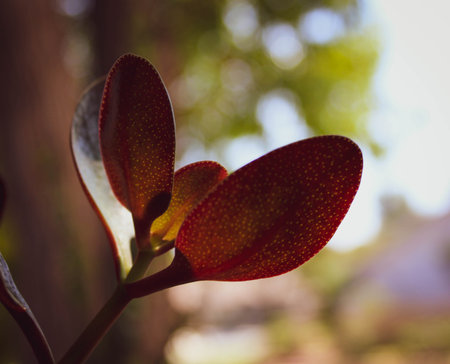 A closeup of kalanchoe orgyalis leaves in a forest under the sunlight with a blurry background