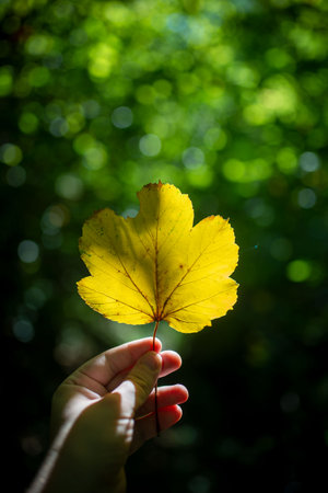 A vertical shallow focus shot of a yellow leaf held in a hand with blurred green background. A shiny...