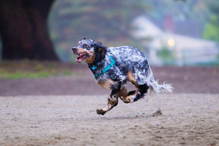 A dog running playfully in the dirtの写真素材