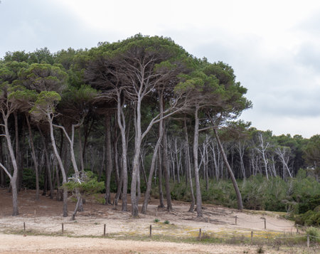 The forest on the beachの写真素材