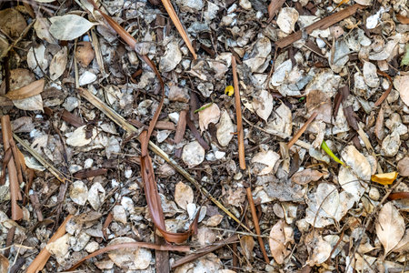 A closeup of the ground covered in branches and dry leavesの写真素材