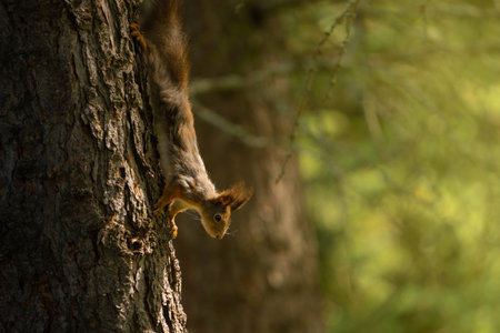 A cute squirrel on a tree in a forestの写真素材