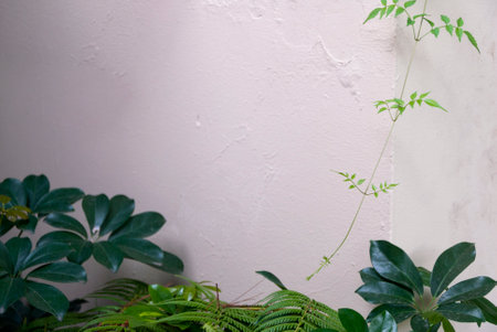Detail of tropical green leaves with wall backgroundの写真素材