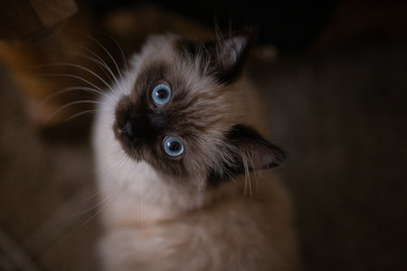 An overhead shot of a fluffy Birman cat with expressive blue eyesの写真素材
