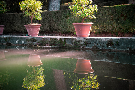 A pond and plants in clay potsの写真素材