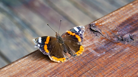 A selective focus of a beautiful butterfly for wallpaper and background