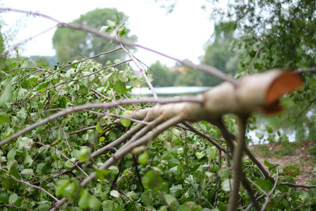 Selective focus shot of a felled tree with green leaves on a cloudy day. Deforestation and clearing...