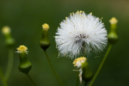 A selective focus of opened dandelion flower and buds on a green blurred backgroundの写真素材