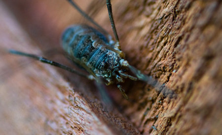 A Daddy long legs spider hiding on the side of a deck, taken in Wasilla, Alaskaの写真素材