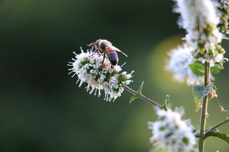 A closeup shot of a bee hovering near the flower